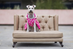 Sofa Victoria - Camas para perros